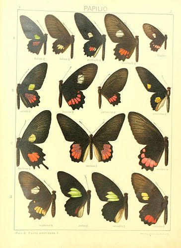 Parides klagesi